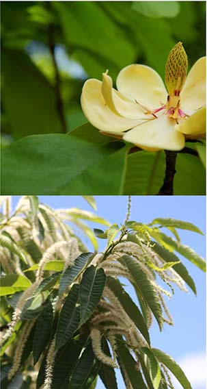 空の歳時記365日（鑑賞・俳句αあるふぁ編集部）
