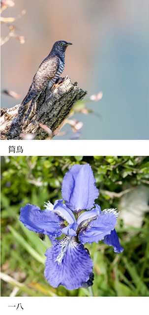 いきもの歳時記365日