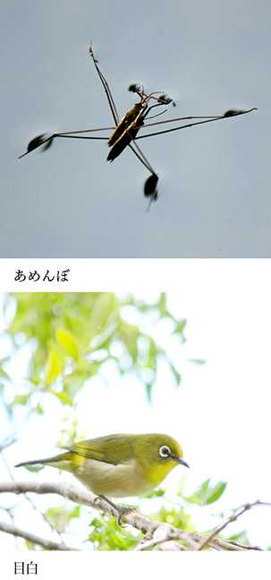 いきもの歳時記365日