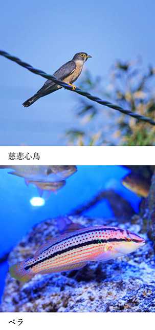 いきもの歳時記365日