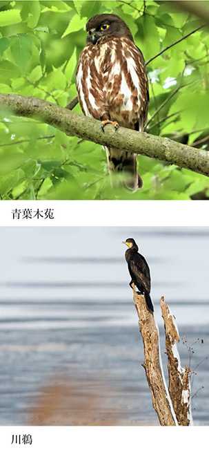 いきもの歳時記365日