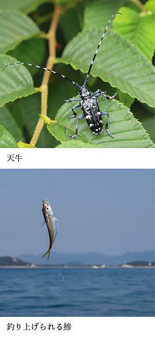 いきもの歳時記365日