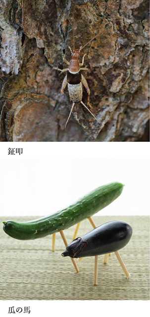 いきもの歳時記365日