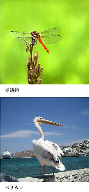 いきもの歳時記365日