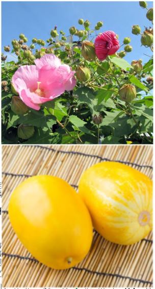 愛の歳時記365日（鑑賞・俳句αあるふぁ編集部）