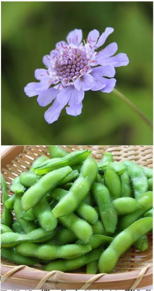 愛の歳時記365日（鑑賞・俳句αあるふぁ編集部）