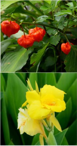 愛の歳時記365日（鑑賞・俳句αあるふぁ編集部）